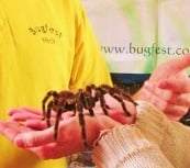 taratula end your fear of spiders with hypnotherapy